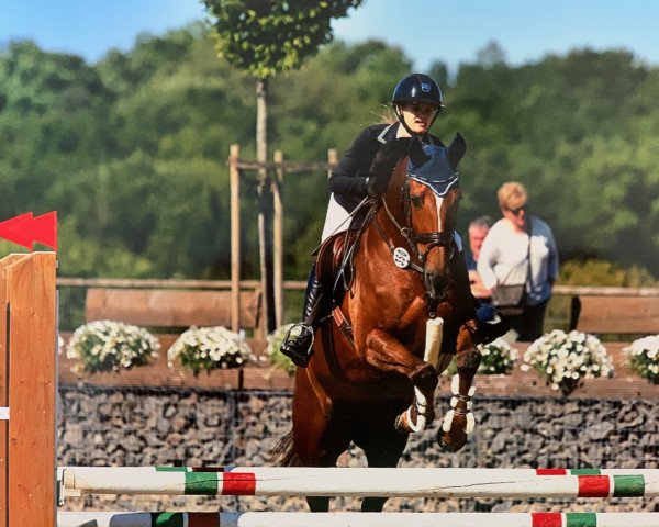 Springpferd First Class CS (KWPN (Niederländisches Warmblut), 2010, von Uphill)