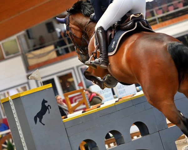 jumper Quebec 63 (Hanoverian, 2010, from Quintender 2)