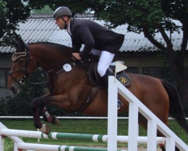 broodmare Chayenne 347 (Mecklenburg, 2010, from Clarin 6)