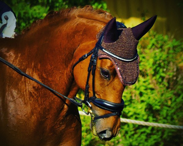 Dressurpferd Do It 37 (Hannoveraner, 2013, von Don Darius)