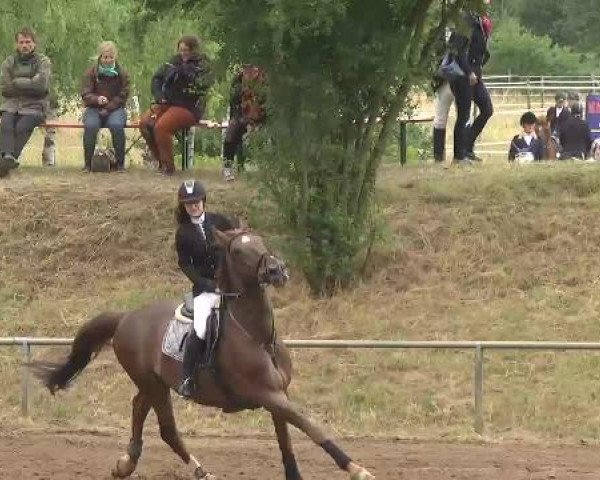 Reitturnier Wiesloch 2015