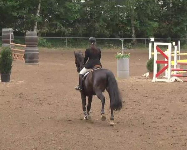 Reitturnier Wiesloch 2015