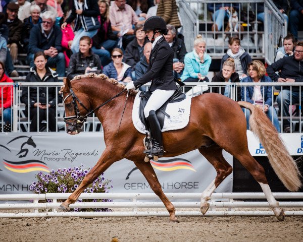 stallion Der Charmeur 2 (German Riding Pony, 2014, from Dreidimensional AT NRW)