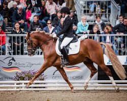 stallion Der Charmeur 2 (German Riding Pony, 2014, from Dreidimensional AT NRW)