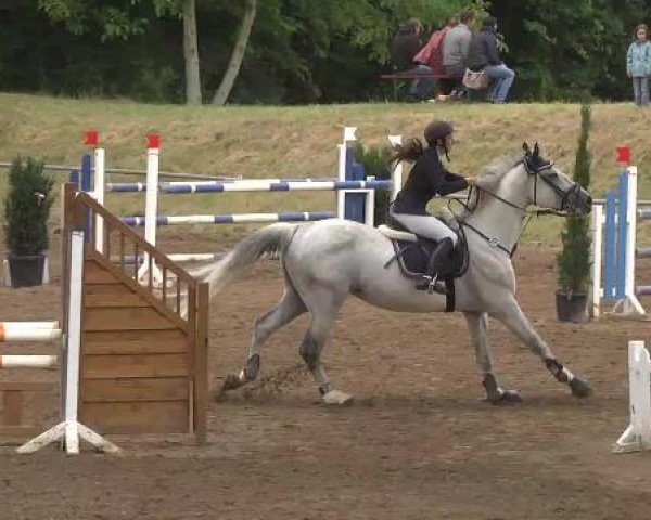 Reitturnier Wiesloch 2015