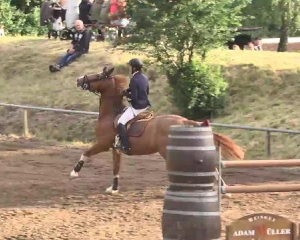 Reitturnier Wiesloch 2015