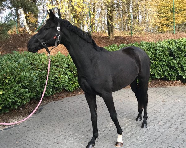 broodmare Royal Grace (Oldenburg, 2016, from Royal Court)