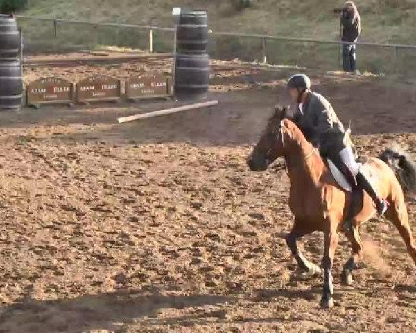 Reitturnier Wiesloch 2015