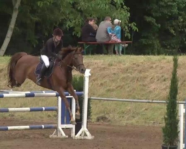 Reitturnier Wiesloch 2015