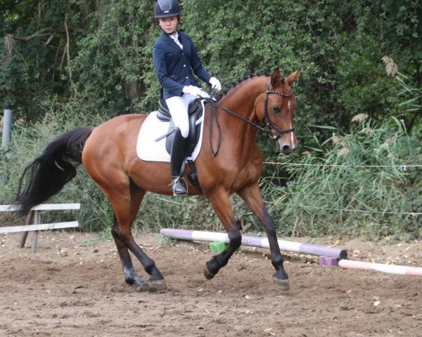 Dressurpferd Cinderella 743 (Oldenburger, 2010, von Chap 47)