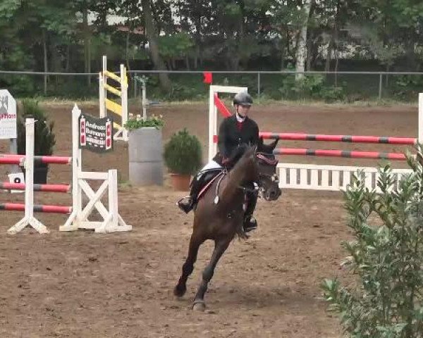 Reitturnier Wiesloch 2015