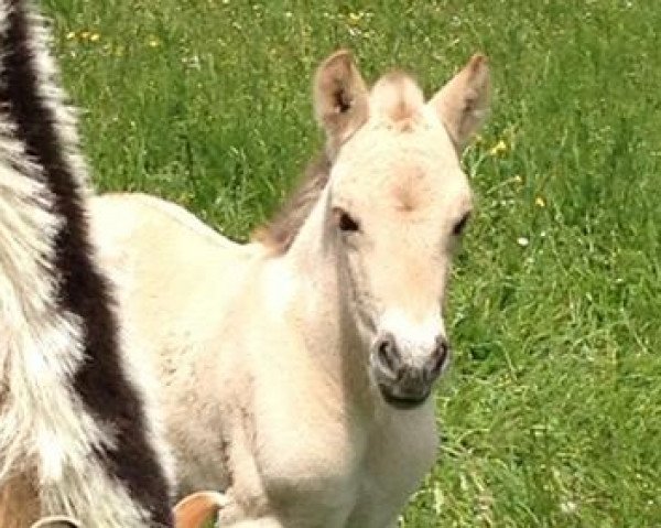 horse Kjell (Fjord Horse, 2015, from Kelvin)