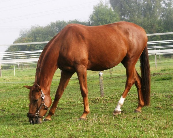 horse Savina (German Sport Horse, 2015, from Sanssouci)