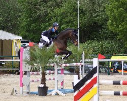 jumper Stakko 2 (Westphalian, 2007, from Stalypso)