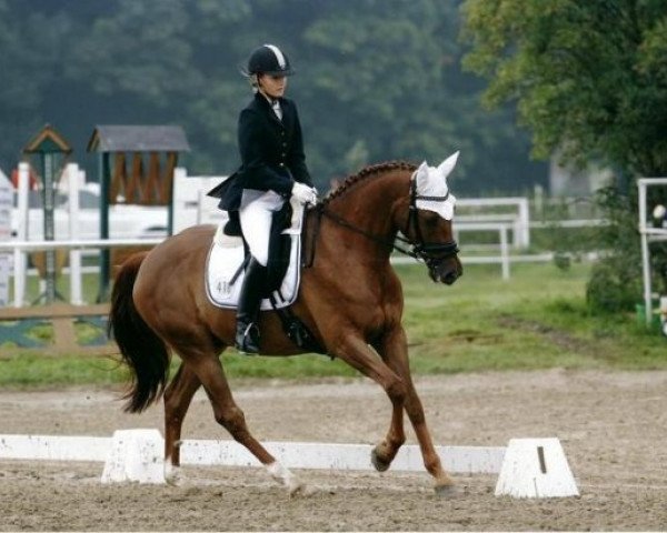 horse Delion 3 (Württemberger, 2002, from Day Dream)