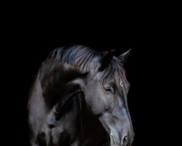 Dressurpferd Froglands Black General (Hackney (Pferd/Pony), 2007, von Plain's Liberator)