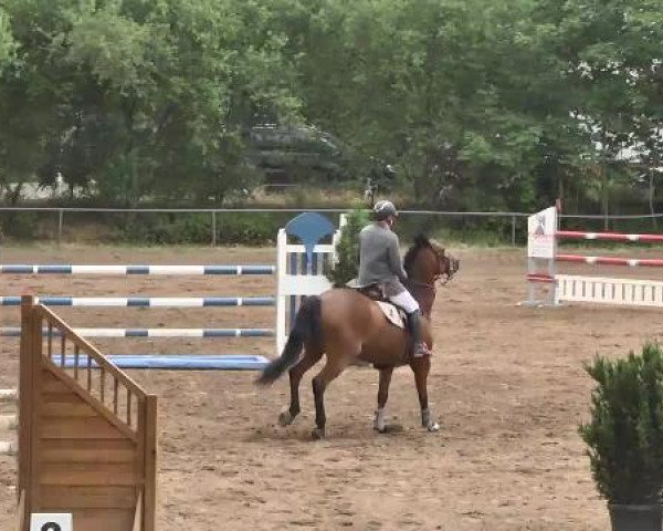 Reitturnier Wiesloch 2015