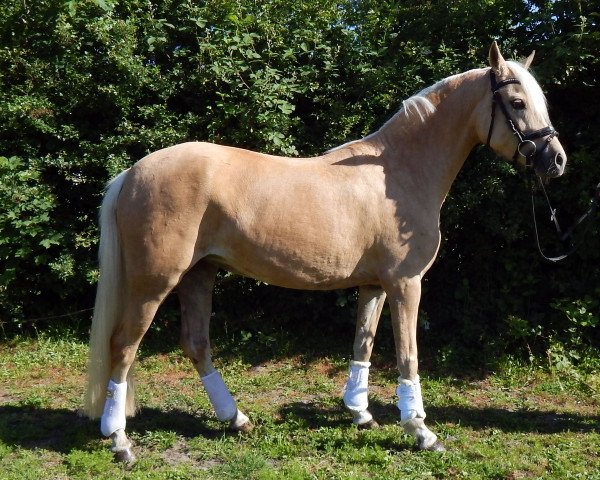 dressage horse Golden Princess N (German Riding Pony, 2016, from Golden West NRW)