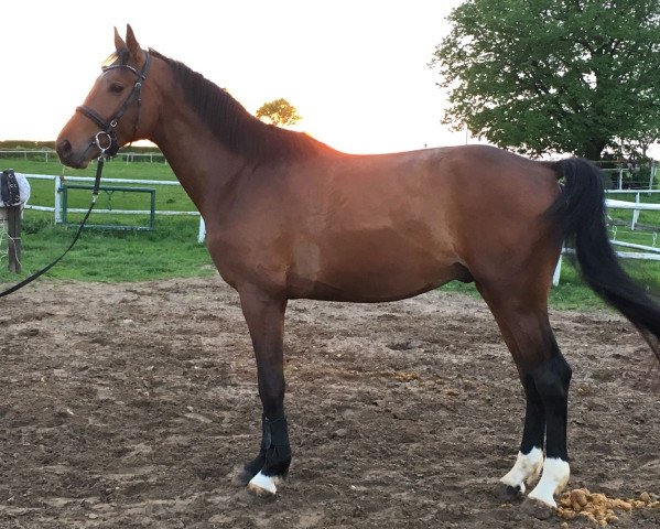 horse Friedensrichter (German Sport Horse, 2014, from Friedensritter)