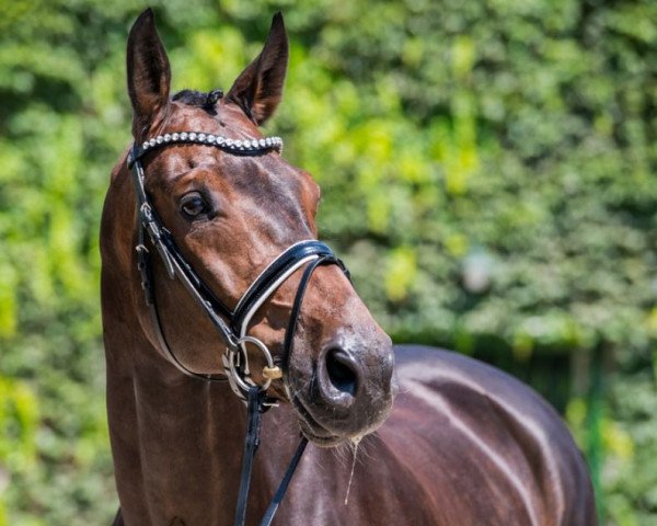 dressage horse Saint Tropez 20 (Hanoverian, 2009, from San Amour I)