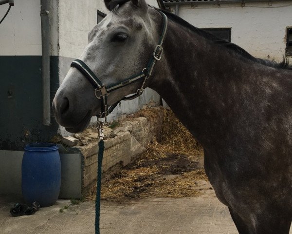 jumper Furina 48 (KWPN (Royal Dutch Sporthorse), 2010, from Cavalier)