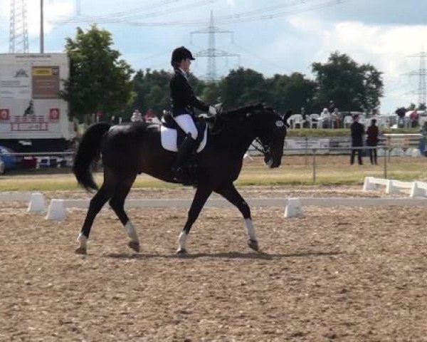 Sommerturnier RFV Heinsberg 2015