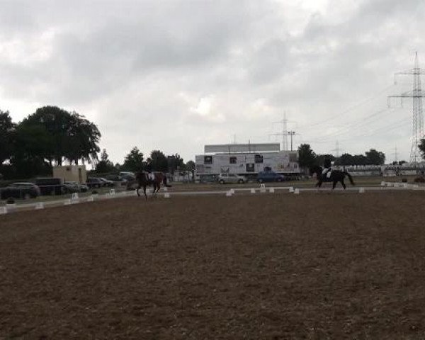 Sommerturnier RFV Heinsberg 2015