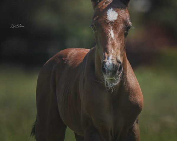 horse Discovery (Westphalian, 2020, from Diacontinus)