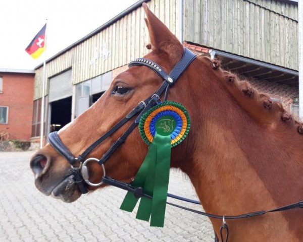 dressage horse Bronco 467 (German Riding Pony, 2005, from Desperado K)