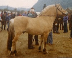 Deckhengst Ola Gik N.1703 (Fjordpferd, 1966, von Skreien 46 SWE)