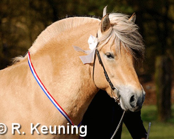 stallion Bren (Fjord Horse, 2005, from Sverre I)