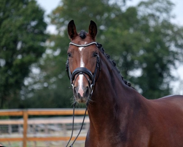 dressage horse Renegat's Elly D (Rhinelander, 2014, from Escolar)