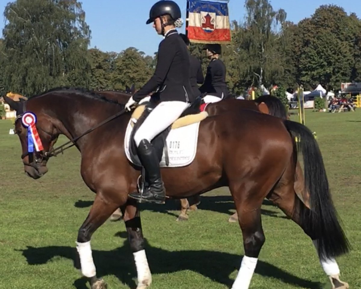 jumper Can do it VA (Holsteiner, 2011, from Connor 48)