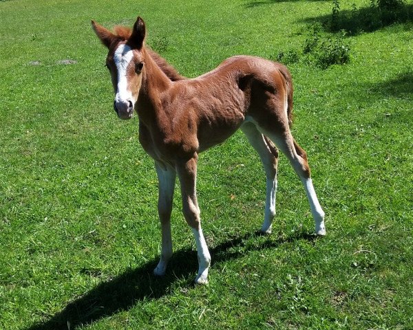 broodmare Dakira Lady (German Riding Pony, 2020, from D-Gold AT NRW)