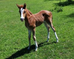 Zuchtstute Dakira Lady (Deutsches Reitpony, 2020, von D-Gold AT NRW)