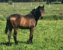horse Hengst von Da Costa / Johnson (Oldenburg, 2019, from Da Costa)