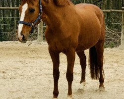broodmare Diamond Queen 10 (Hanoverian, 2008, from Diamond Hit)