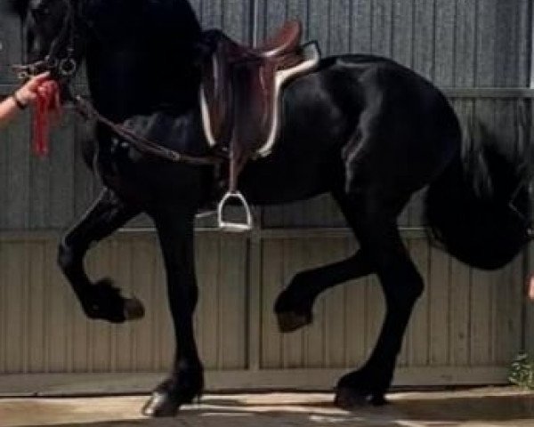Dressurpferd Amareno de Finca Barroco (unbekannt, 2016)