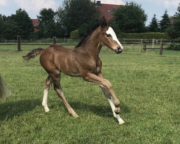 broodmare Piabelle (Westphalian, 2018, from Plot Blue)