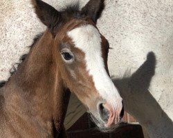 Zuchtstute Higher Love 4 (Westfale, 2020, von Heartbeat)