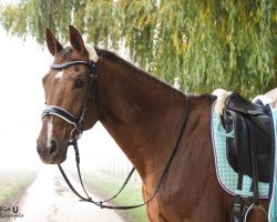 Dressurpferd Just Emotion (Oldenburger, 2006, von Jazz)