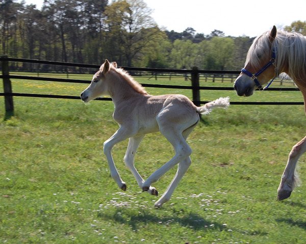 broodmare Electra(29,27% ox) (Edelbluthaflinger, 2020, from Exponent (54,69% ox))