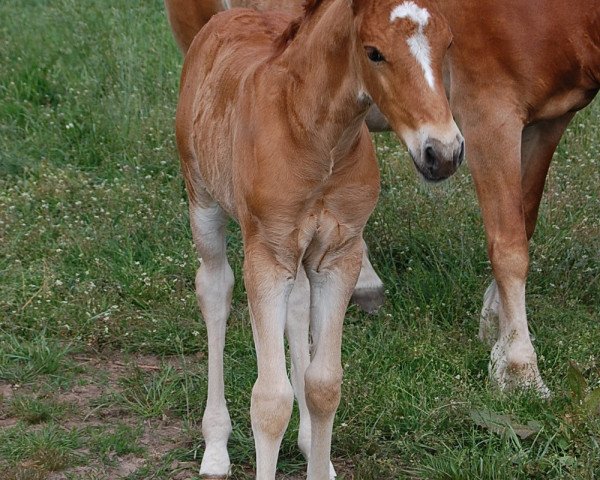 Pferd Eine wie Keine (28,52% ox) (Edelbluthaflinger, 2020, von Exponent (54,69% ox))