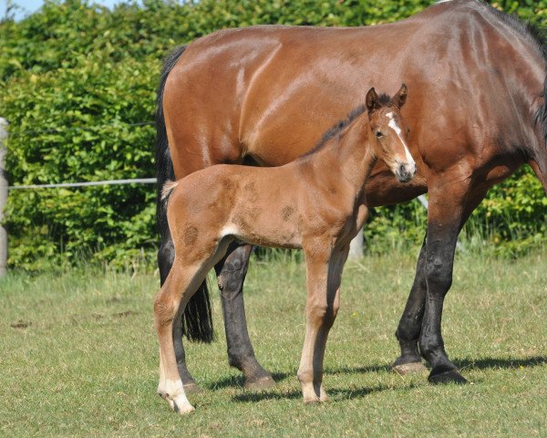 horse Frieda N (Oldenburg show jumper, 2020, from Flic en Flac Vimaje AA)