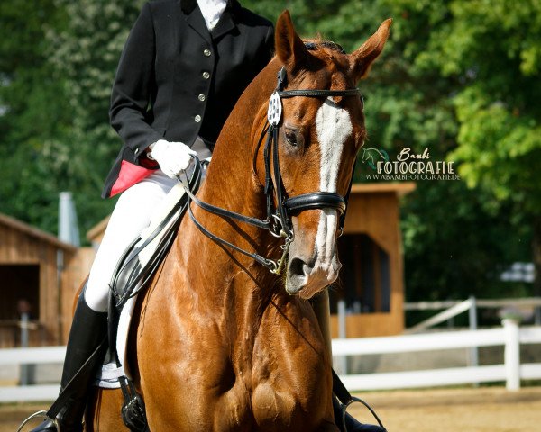 dressage horse Gilding (Hanoverian, 2001, from Ginsberg)