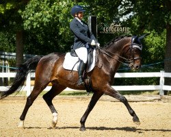 dressage horse Ferdinand 275 (Oldenburg, 2008, from Fidertanz)