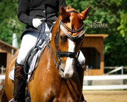 dressage horse Edelstain (Hanoverian, 2010, from Edward 28)