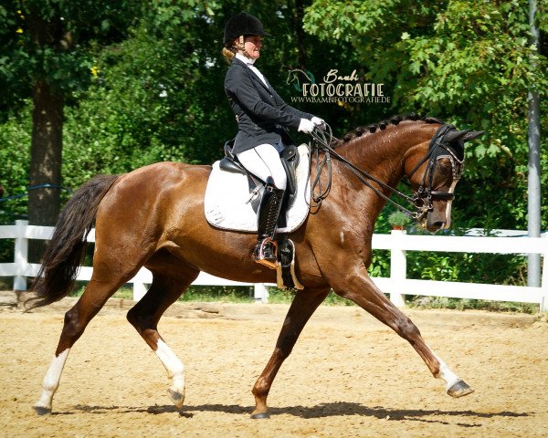 dressage horse Diamondlight R (Württemberger, 2012, from Don Diamond)