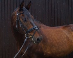 dressage horse Ladykracher 18 (Westphalian, 2003, from Lovis Corinth)