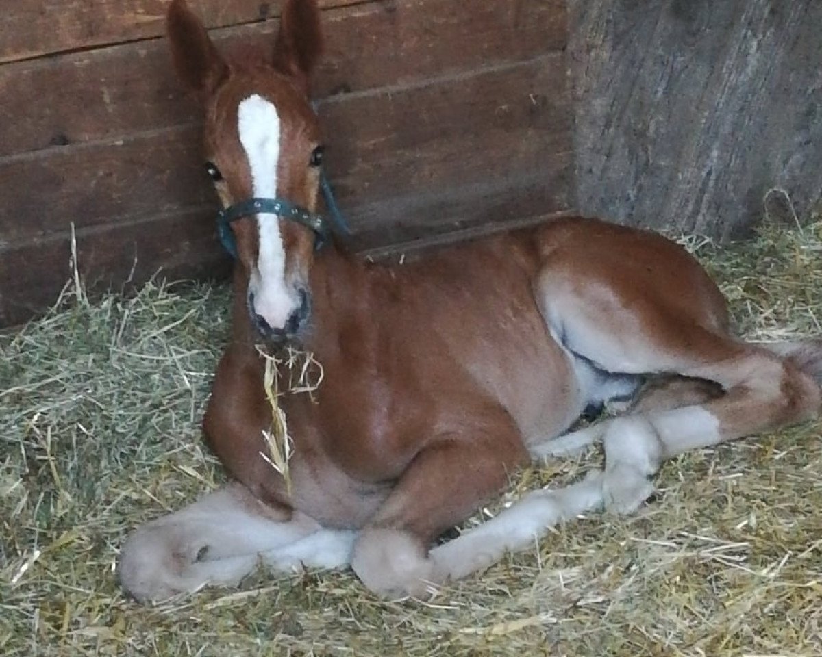 jumper Zazu 20 (Zangersheide riding horse, 2020, from Zinedine)